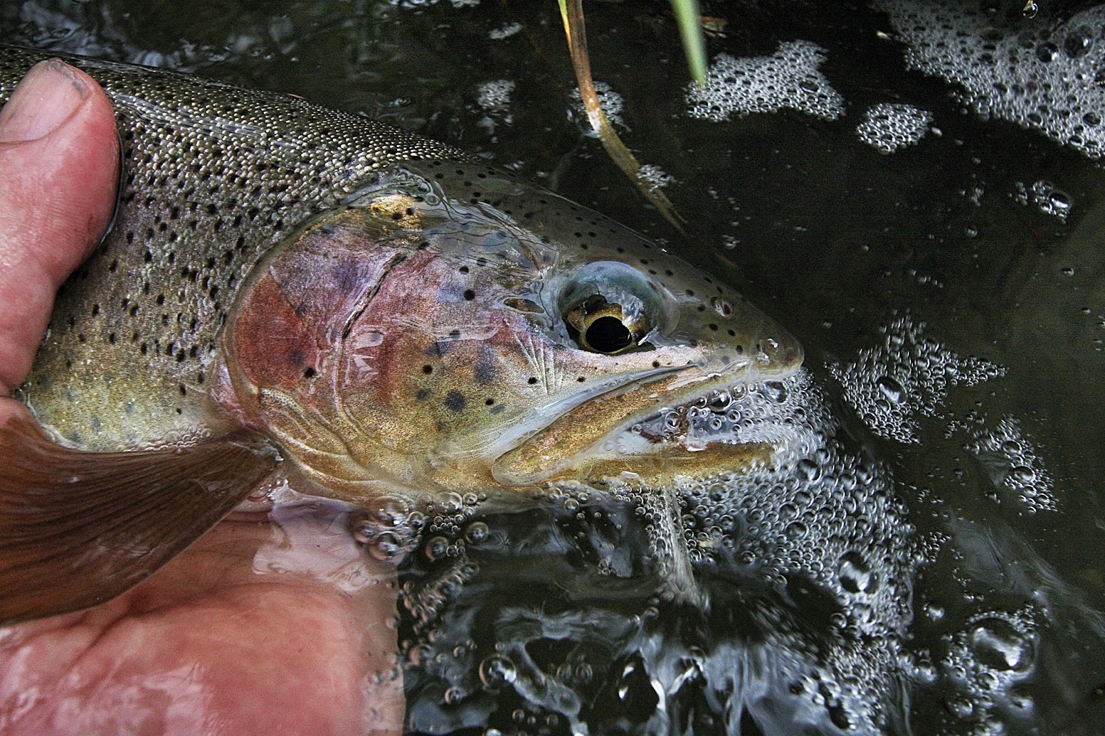 Fly Paper Big Trout in Small Streams Nothing Finer!