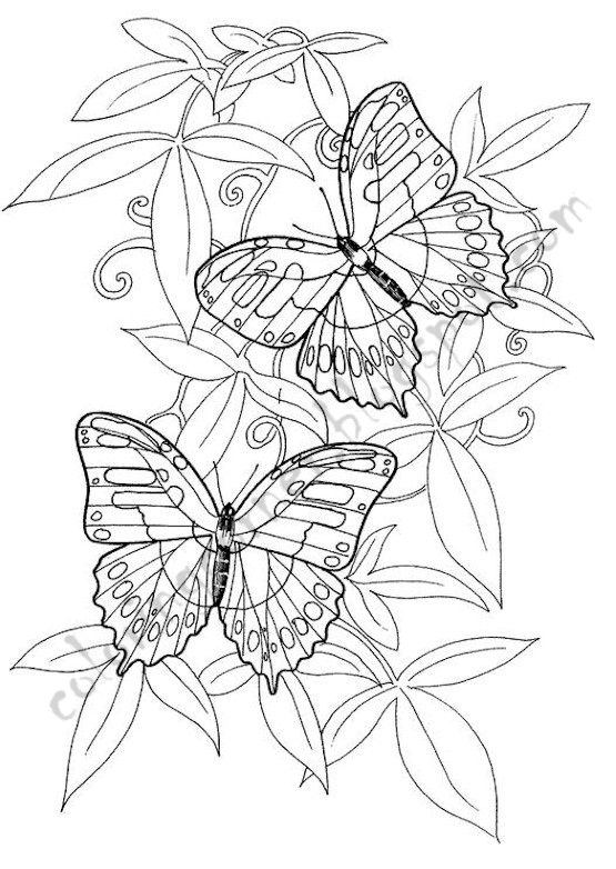 label butterfly coloring pages - photo #14