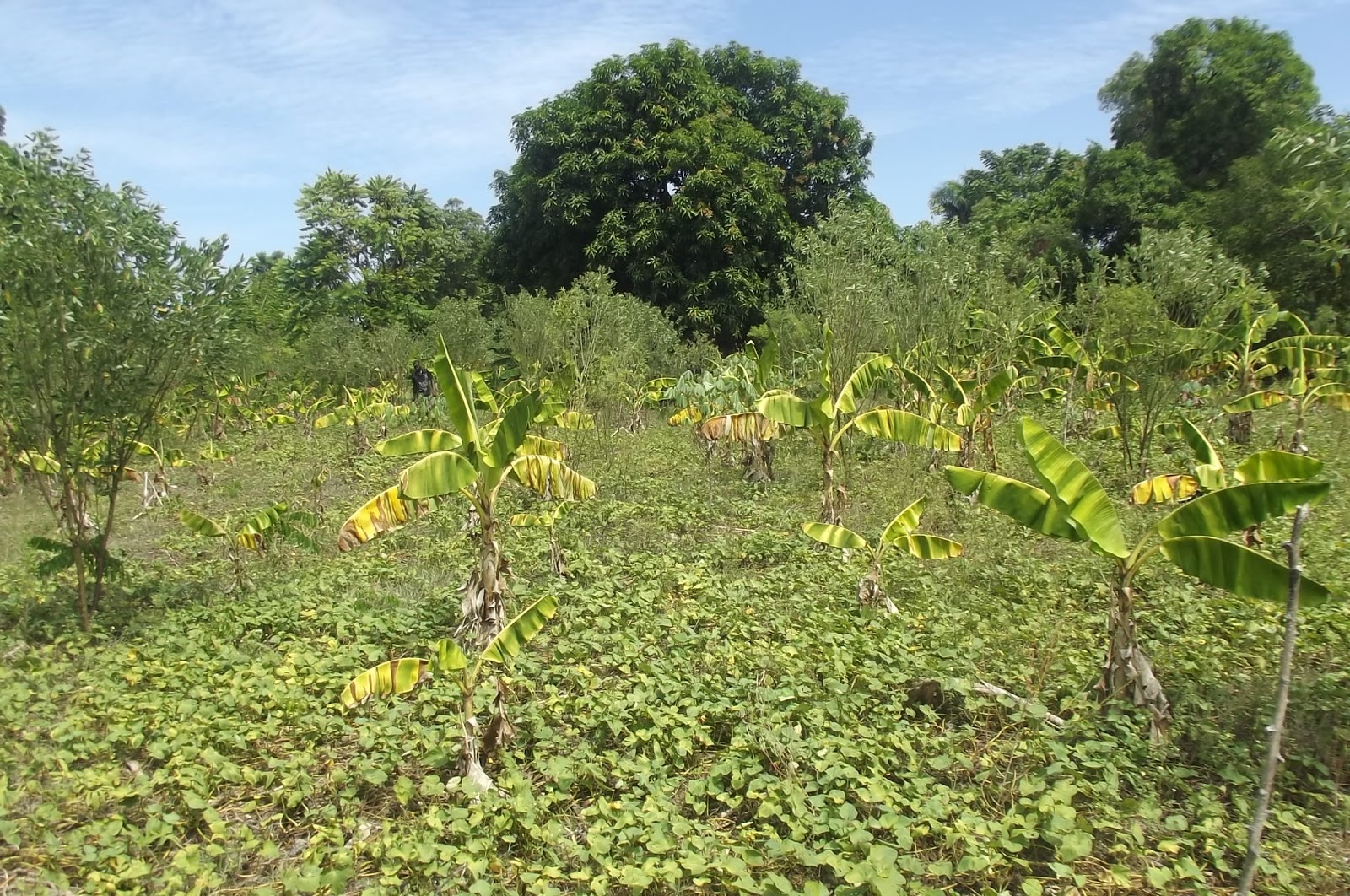 Thede Connection HAITI Tree planting trip and garden update by Cory
