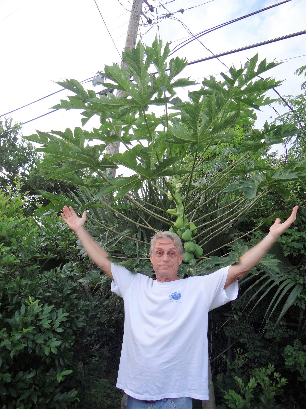 Trader Joe's 365 Baked Figs with Bacon, Cheese, and Roasted Nuts