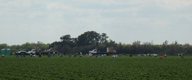 Trabajadores del campo Trabajadores del campo