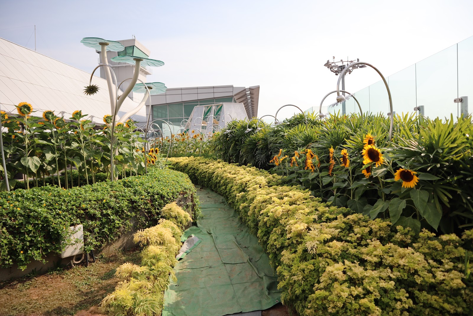 What Goes Around Singapore Changi Airport Sunflower Garden