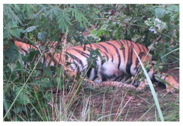 Kabar Gembira, Telah Lahir Dua Anak Harimau Sumatera