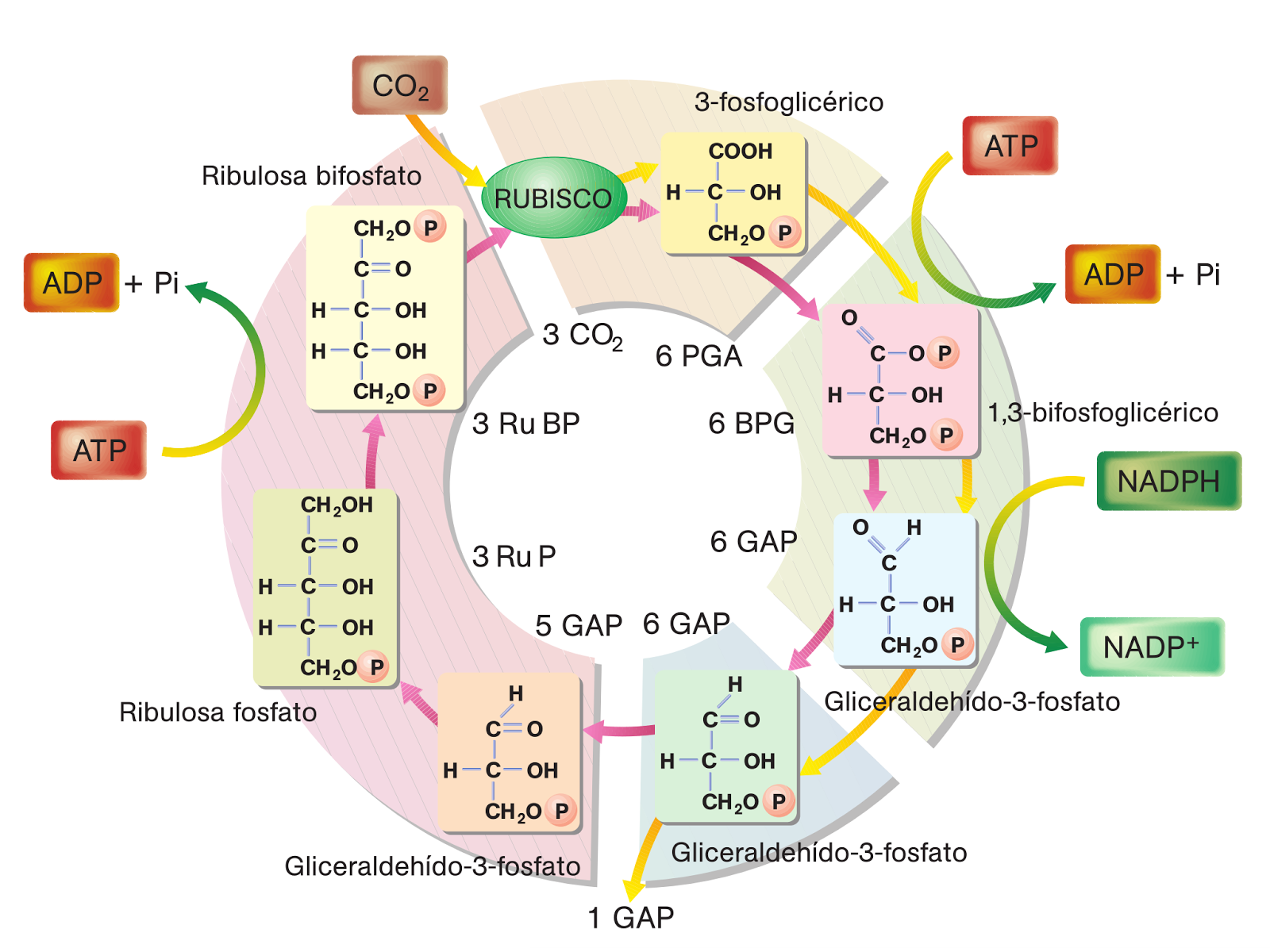 IEES JUAN RAMÓN JIMÉNEZ BIOLOGÍA 2º BACHILLERATO BALANCE ENERGÉTICO