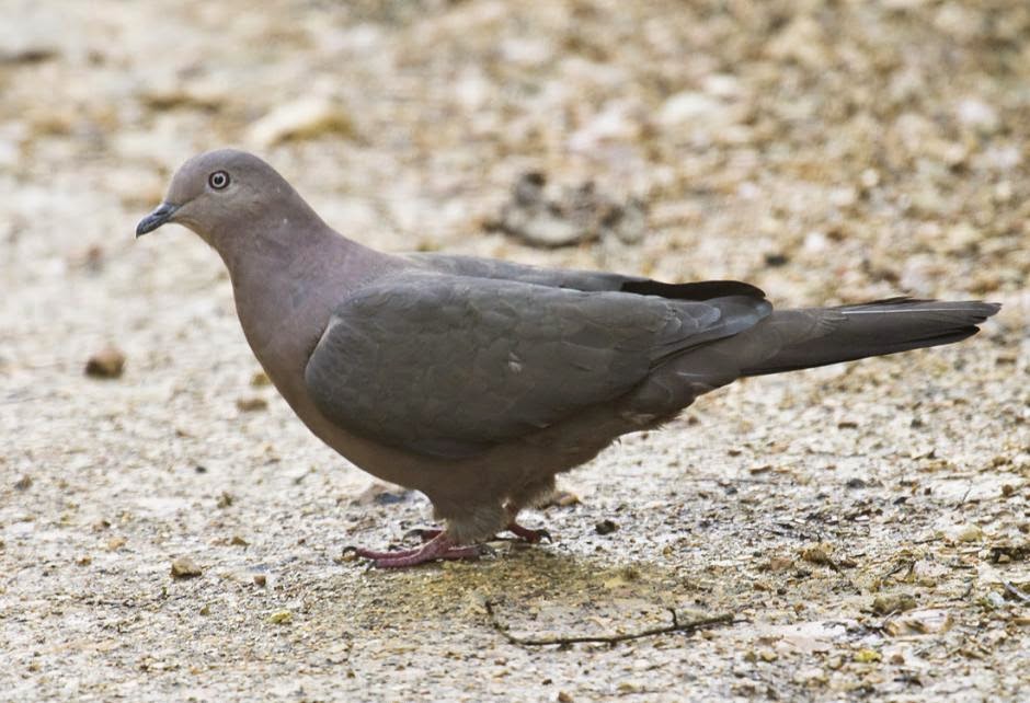 Plumbeous pigeon