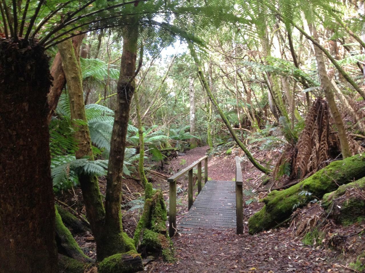 Pete's Flap Birding Aus Pink robins at Fern Tree Glade, Hobart