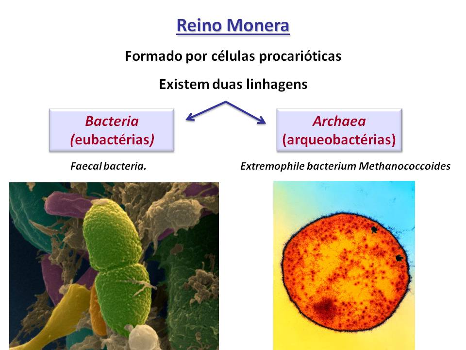 Aspectos Relacionados A Atividade Economica Do Reino Monera