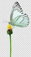 https://www.encywiki.com/2019/09/free-png-download-butterfly.html