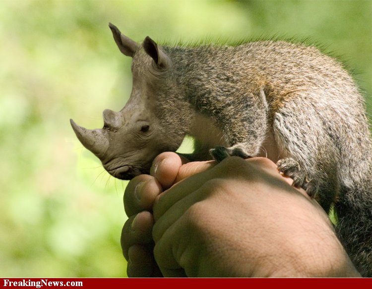 отдаленная гибридизация растений и животных. межвидовое скрещивание примеры. методы селекции животных близкородственное скрещивание. методы селекции животных: межпородное скрещивание. скрещивание пород животных.