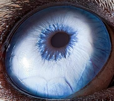by Suren Manvelyn | Animal's Eye by Suren Manvelyn | Animal's Eye