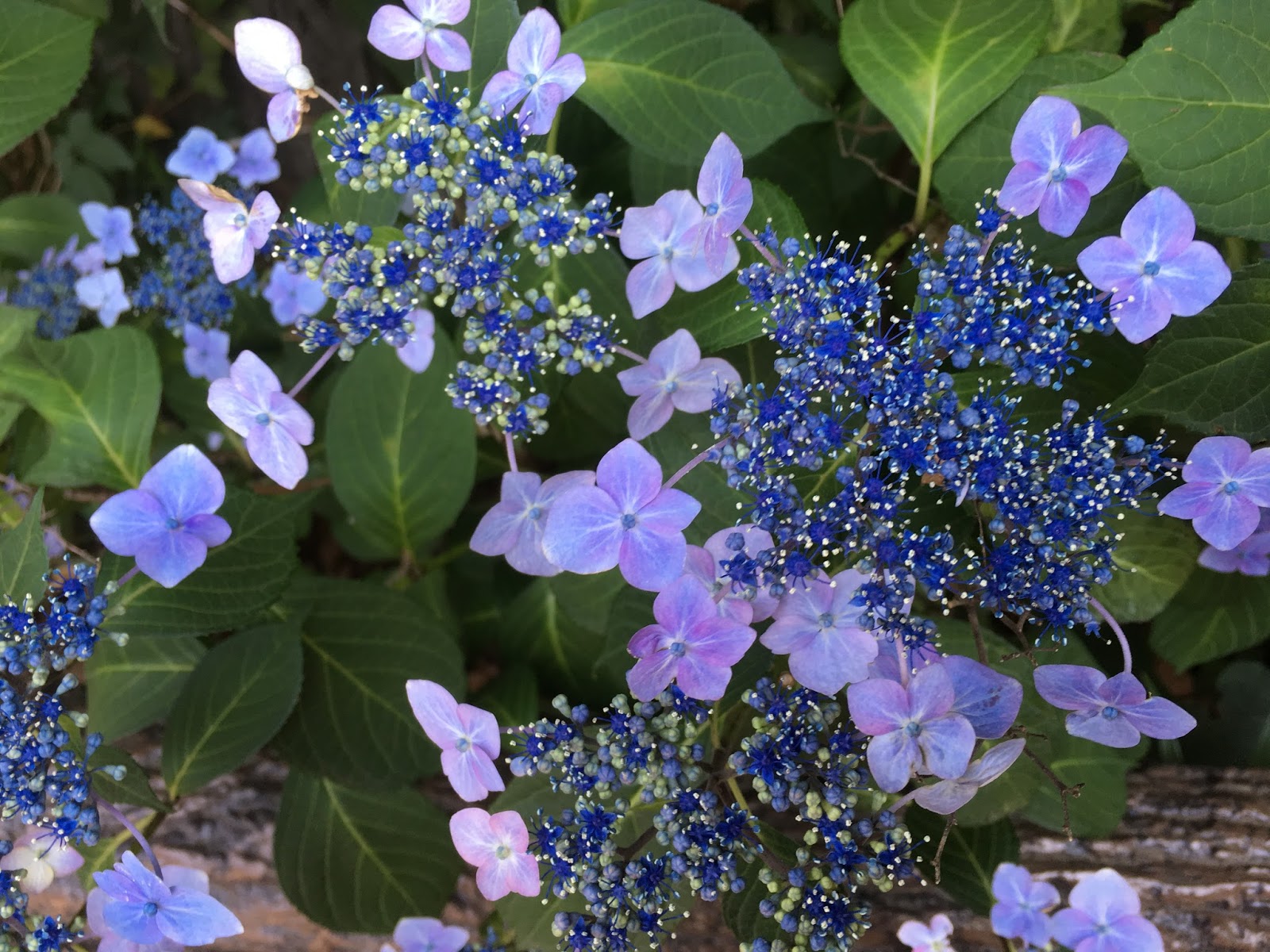 Hydrangea Longipes Care And Culture Travaldo S Blog