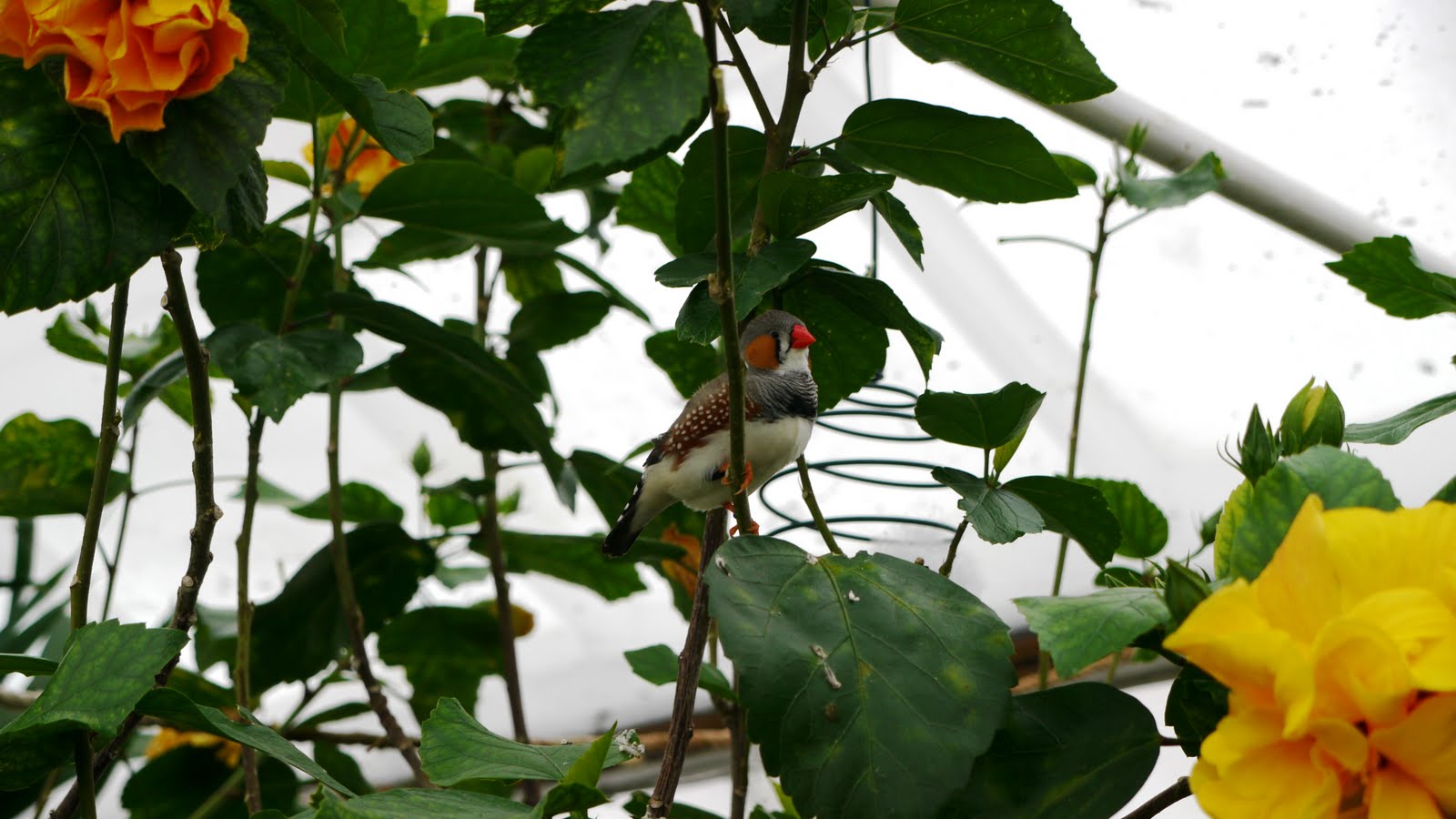 Blenheim Palace Butterfly House Britain All Over Travel Guide