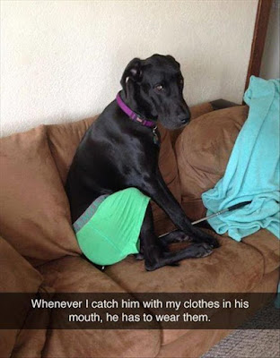 dog shaming, dog has to wear clothes, catch him with clothes in mouth he has to wear them, dog training, dog funnies, dogs in trouble