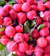 rabano rojo cultivo de rabanos