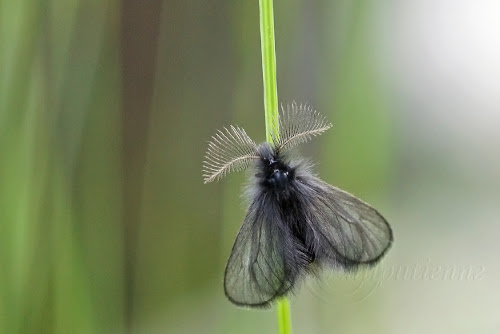 Ptilocephala agrostidis
