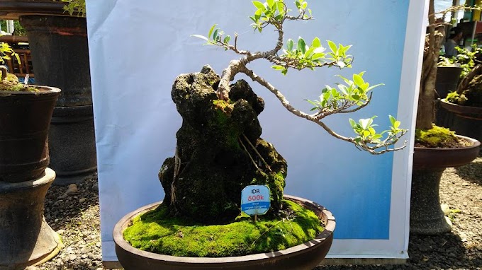 Perbanyakan Tanaman Bonsai