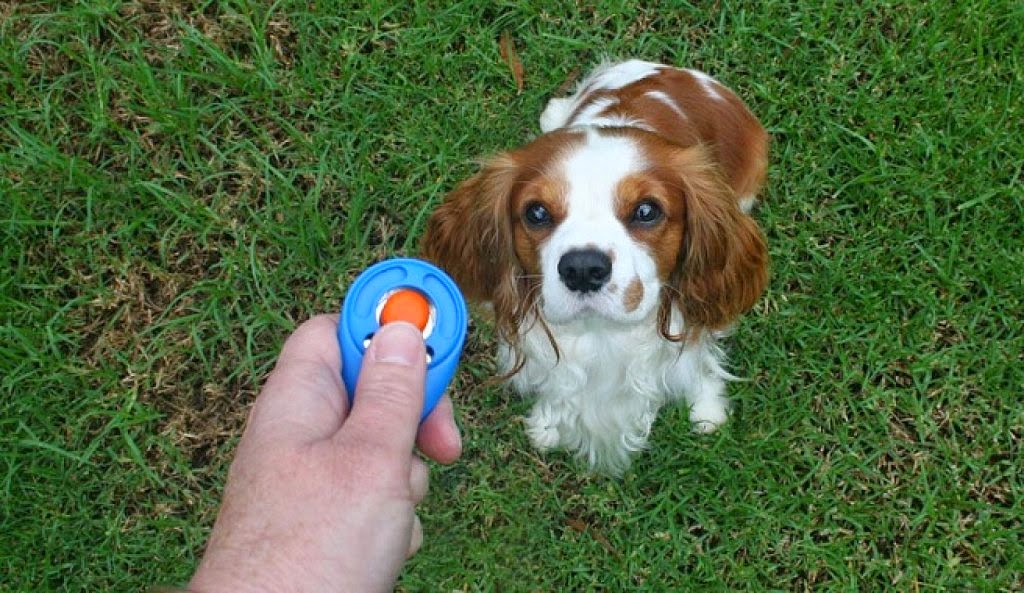 HISTORIA DEL CLICKER La llamada Animal