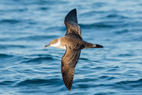 Great Shearwater - Scilly Isles