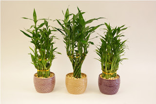 decorative plants online