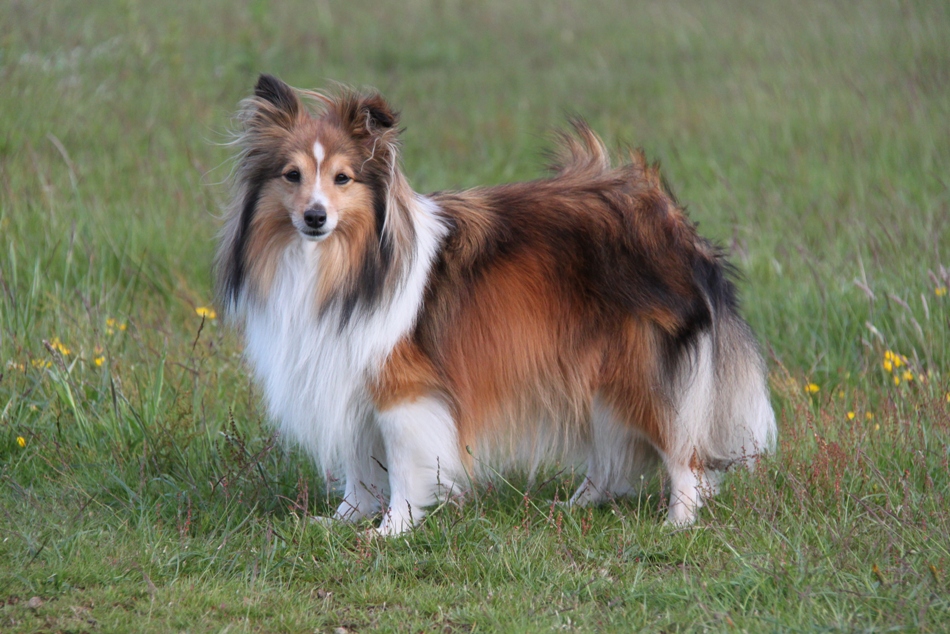 The KNIGHTs Shelties: what a weekend!
