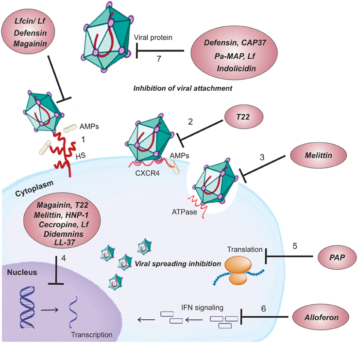 Mechanisms of action of cationic antiviral peptides Cell surface targets 1