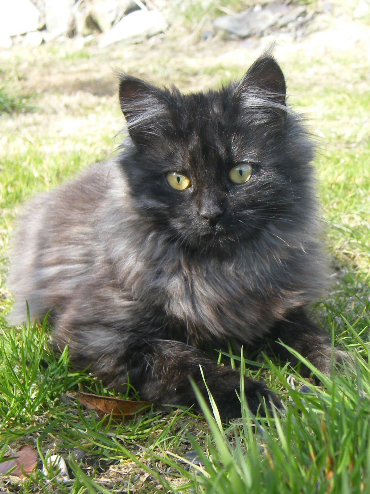 Talis Tails Black Smoke Cat Now Enjoying Being Outside