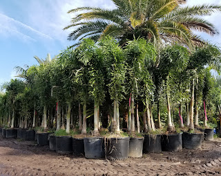Wodyetia bifurcata container palms potted palms