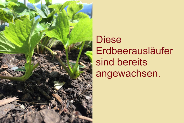 Erdbeeren🍓: Nach der Ernte ist vor der Ernte Erdbeerausläufer