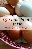 Chicken breeds that lay pretty eggs. Guide to choosing chicken breeds to raise based on their colorful egg colors. Multicolored eggs from backyard chickens