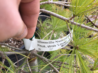 Pinus strobus 'Louie' - Louie's Eastern White Pine
