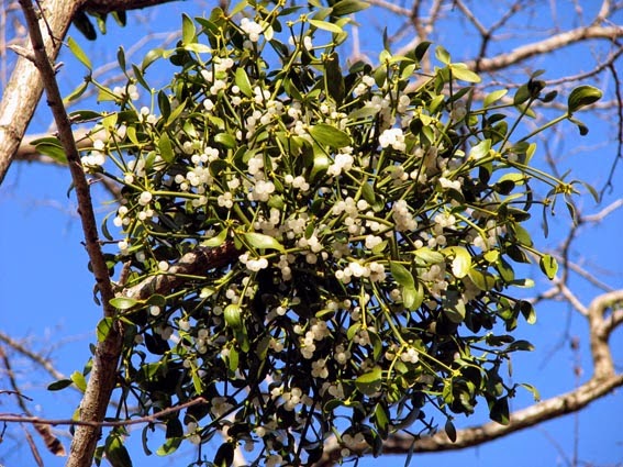 Pourquoi le gui à Noël ?