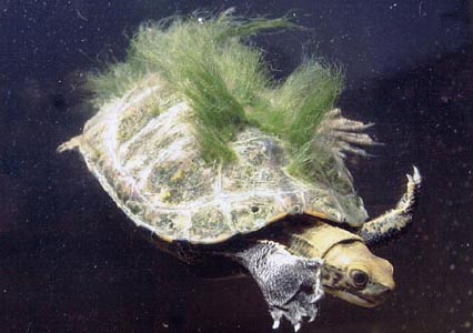 hairy tailed turtle Tutorial handjob slow