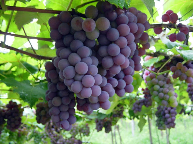 Resultado de imagem para imagens de uvas