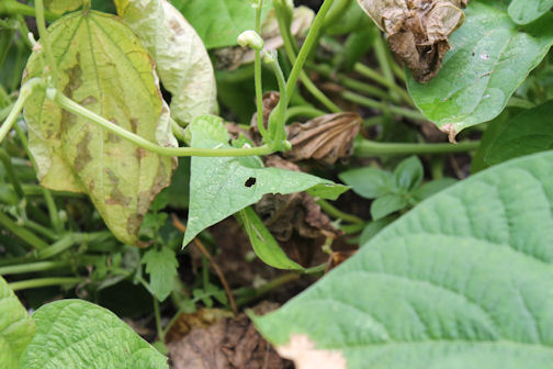 There is something causing the green beans to die off. Wilted Green Bean PLants