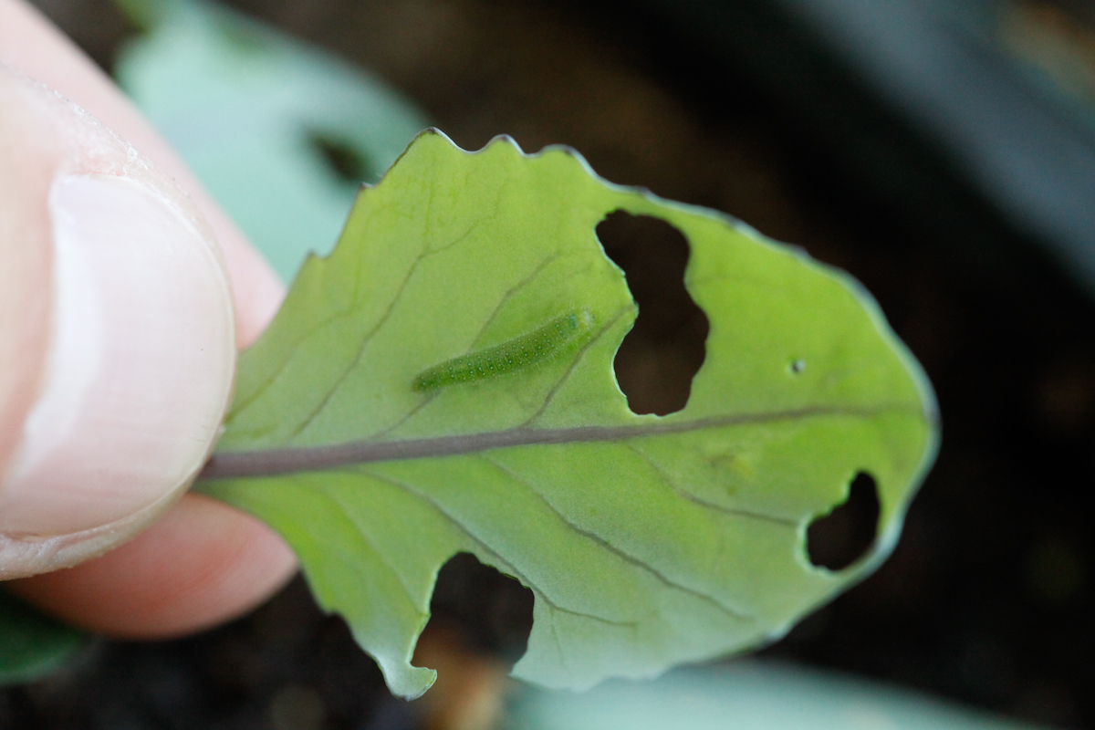 Banyan's End What's Eating My Cabbage and Broccoli Seedlings?