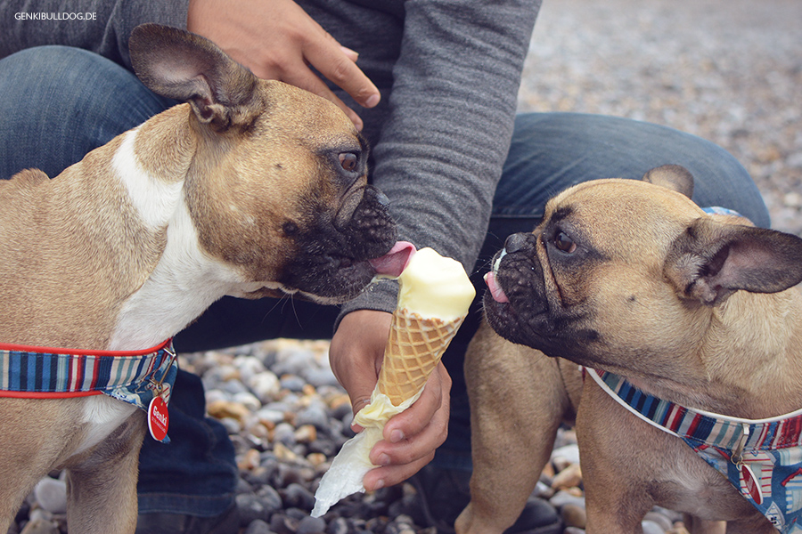 Hundeblog Genki Bulldog Hundeblog Genki Bulldog