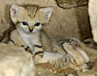 Harga Kucing Hutan Jual Harga Kucing Hutan, Harga Harga Kucing Hutan, Toko Harga Kucing Hutan, Diskon Harga Kucing Hutan, Beli Harga Kucing Hutan, Review Harga Kucing Hutan, Promo Harga Kucing Hutan, Spesifikasi Harga Kucing Hutan, Harga Kucing Hutan Murah, Harga Kucing Hutan Asli, Harga Kucing Hutan Original, Harga Kucing Hutan Jakarta, Jenis Harga Kucing Hutan, Budidaya Harga Kucing Hutan, Peternak Harga Kucing Hutan, Cara Merawat Harga Kucing Hutan, Tips Merawat Harga Kucing Hutan, Bagaimana cara merawat Harga Kucing Hutan, Bagaimana mengobati Harga Kucing Hutan, Ciri-Ciri Hamil Harga Kucing Hutan, Kandang Harga Kucing Hutan, Ternak Harga Kucing Hutan, Makanan Harga Kucing Hutan, Harga Kucing Hutan Termahal, Adopsi Harga Kucing Hutan, Jual Cepat Harga Kucing Hutan, Harga Kucing Hutan Jakarta, Harga Kucing Hutan Bandung, Harga Kucing Hutan Medan, Harga Kucing Hutan Bali, Harga Kucing Hutan Makassar, Harga Kucing Hutan Jambi, Harga Kucing Hutan Pekanbaru, Harga Kucing Hutan Palembang, Harga Kucing Hutan Sumatera, Harga Kucing Hutan Langsa, Harga Kucing Hutan Lhokseumawe, Harga Kucing Hutan Meulaboh, Harga Kucing Hutan Sabang, Harga Kucing Hutan Subulussalam, Harga Kucing Hutan Denpasar, Harga Kucing Hutan Pangkalpinang, Harga Kucing Hutan Cilegon, Harga Kucing Hutan Serang, Harga Kucing Hutan Tangerang Selatan, Harga Kucing Hutan Tangerang, Harga Kucing Hutan Bengkulu, Harga Kucing Hutan Gorontalo, Harga Kucing Hutan hewan indonesia, Harga Kucing Hutan jurnal kedokteran hewan, Harga Kucing Hutan dokter hewan 24 jam, Harga Kucing Hutan permainan hewan melahirkan, Harga Kucing Hutan rs hewan, Harga Kucing Hutan hewan qurban, Harga Kucing Hutan kambing kurban, Harga Kucing Hutan hewan terbesar di dunia, Harga Kucing Hutan hewan kurban, Harga Kucing Hutan ciri ciri hewan vertebrata, Harga Kucing Hutan ciri ciri hewan, Harga Kucing Hutan ciri ciri hewan laut, Harga Kucing Hutan hewan yang terdiri dari satu sel disebut, Harga Kucing Hutan hewan dari h, Harga Kucing Hutan nama untuk hewan peliharaan, Harga Kucing Hutan hewan, Harga Kucing Hutan games hewan peliharaan, Harga Kucing Hutan dokter hewan murah, Harga Kucing Hutan klinik hewan jakarta, Harga Kucing Hutan dokter hewan di jakarta, Harga Kucing Hutan video hewan hewan, Harga Kucing Hutan dunia hewan, Harga Kucing Hutan kedokteran hewan, Harga Kucing Hutan dokter hewan 24 jam jakarta, Harga Kucing Hutan klinik dokter hewan, Harga Kucing Hutan permainan hewan, Harga Kucing Hutan dokter hewan jakarta, Harga Kucing Hutan game hewan, Harga Kucing Hutan klinik hewan, Harga Kucing Hutan dokter hewan di jakarta pusat, Harga Kucing Hutan mainan hewan, Harga Kucing Hutan dokter hewan, Harga Kucing Hutan dokter hewan ke rumah, Harga Kucing Hutan dokter hewan jakarta pusat, Harga Kucing Hutan biaya dokter hewan, Harga Kucing Hutan tarif dokter hewan, Harga Kucing Hutan dokter hewan kucing, Harga Kucing Hutan klinik hewan 24 jam, Harga Kucing Hutan biaya ke dokter hewan, Harga Kucing Hutan hewan lucu, Harga Kucing Hutan dokter hewan gratis, Harga Kucing Hutan dokter hewan online, Harga Kucing Hutan hewan hewan, Harga Kucing Hutan hewan peliharaan, Harga Kucing Hutan game binatang, Harga Kucing Hutan jual hewan, Harga Kucing Hutan jual beli hewan, Harga Kucing Hutan binatang peliharaan, Harga Kucing Hutan video hewan lucu di dunia, Harga Kucing Hutan jual beli hewan online, Harga Kucing Hutan jual beli satwa, Harga Kucing Hutan binatang aneh, Harga Kucing Hutan hewan aneh, Harga Kucing Hutan nama hewan, Harga Kucing Hutan hewan aneh di dunia, Harga Kucing Hutan nama hewan peliharaan, Harga Kucing Hutan hewan hewan peliharaan, Harga Kucing Hutan fakultas kedokteran hewan, Harga Kucing Hutan hewan hewan aneh, Harga Kucing Hutan kesehatan hewan, Harga Kucing Hutan game online hewan, Harga Kucing Hutan hewan klop, Harga Kucing Hutan semua nama hewan, Harga Kucing Hutan rumah hewan, Harga Kucing Hutan foto hewan hewan, Harga Kucing Hutan hewan hewan liar, Harga Kucing Hutan he wan, Harga Kucing Hutan gambar hewan hewan, Harga Kucing Hutan nama hewan di dunia, Harga Kucing Hutan hewan d, Harga Kucing Hutan universitas kedokteran hewan, Harga Kucing Hutan jurusan kedokteran hewan, Harga Kucing Hutan nama semua hewan, Harga Kucing Hutan film hewan hewan, Harga Kucing Hutan hewan di air, Harga Kucing Hutan kelompok hewan, Harga Kucing Hutan hewan hewan buas, Harga Kucing Hutan dr hewan, Harga Kucing Hutan hewan hewan di dunia, Harga Kucing Hutan hewan a, Harga Kucing Hutan game hewan klop, Harga Kucing Hutan nama hewan hewan, Harga Kucing Hutan daftar nama hewan di seluruh dunia, Harga Kucing Hutan hewan dari d, Harga Kucing Hutan hewan dijual, Harga Kucing Hutan 10 hewan, Harga Kucing Hutan ilmu kesehatan hewan, Harga Kucing Hutan binatang fauna, Harga Kucing Hutan ilmu kedokteran hewan, Harga Kucing Hutan hewan darat, Harga Kucing Hutan hewan hewan laut, Harga Kucing Hutan pengertian hewan, Harga Kucing Hutan anak hewan, Harga Kucing Hutan hewan hewan mamalia, Harga Kucing Hutan biaya kedokteran hewan, Harga Kucing Hutan ensiklopedia hewan, Harga Kucing Hutan berniaga hewan peliharaan jawa timur, Harga Kucing Hutan ciri ciri animalia, Harga Kucing Hutan hewan hewan herbivora, Harga Kucing Hutan hewan dunia, Harga Kucing Hutan hewan hewan unik, Harga Kucing Hutan games hewan klop, Harga Kucing Hutan nama binatang di dunia, Harga Kucing Hutan hewan c, Harga Kucing Hutan kelompok binatang, Harga Kucing Hutan nama hewan dari a, Harga Kucing Hutan hewan hewan kurban, Harga Kucing Hutan rumah sakit hewan, Harga Kucing Hutan golongan hewan, Harga Kucing Hutan hewan hewan air, Harga Kucing Hutan perkembangan hewan, Harga Kucing Hutan pertumbuhan hewan, Harga Kucing Hutan hewan paling, Harga Kucing Hutan hewan hewan karnivora, Harga Kucing Hutan nama hewan a, Harga Kucing Hutan ciri ciri invertebrata, Harga Kucing Hutan sistematika hewan, Harga Kucing Hutan ciri ciri hewan dan tumbuhan, Harga Kucing Hutan tokobagus hewan jatim, Harga Kucing Hutan hewan surabaya, Harga Kucing Hutan semua hewan di dunia, Harga Kucing Hutan ciri ciri binatang, Harga Kucing Hutan nama buat hewan peliharaan, Harga Kucing Hutan ciri hewan vertebrata, Harga Kucing Hutan ciri ciri hewan invertebrata, Harga Kucing Hutan hewan di indonesia, Harga Kucing Hutan binatang termasuk ke dalam kelompok apa, Harga Kucing Hutan organ dalam hewan, Harga Kucing Hutan hewan e, Harga Kucing Hutan hewan di laut, Harga Kucing Hutan games hewan melahirkan, Harga Kucing Hutan permainan hewan klop, Harga Kucing Hutan jual beli hewan peliharaan tokobagus, Harga Kucing Hutan ciri hewan, Harga Kucing Hutan macam2 hewan, Harga Kucing Hutan fakultas kedokteran hewan di indonesia, Harga Kucing Hutan sistem organ hewan, Harga Kucing Hutan tokobagus hewan peliharaan, Harga Kucing Hutan organ dalam pada hewan, Harga Kucing Hutan hewan berongga, Harga Kucing Hutan alamat dokter hewan, Harga Kucing Hutan binatang termasuk kedalam kelompok apa, Harga Kucing Hutan nama binatang jinak, Harga Kucing Hutan pengertian binatang, Harga Kucing Hutan tokobagus hewan jawa timur, Harga Kucing Hutan tentang hewan, Harga Kucing Hutan perbedaan hewan dan binatang, Harga Kucing Hutan hewan adalah, Harga Kucing Hutan definisi hewan, Harga Kucing Hutan hewan hewanan, Harga Kucing Hutan organ tubuh hewan, Harga Kucing Hutan ciri ciri sel hewan, Harga Kucing Hutan ciri animalia, Harga Kucing Hutan binatang termasuk kelompok apa, Harga Kucing Hutan binatang binatang laut, Harga Kucing Hutan hewan yang di indonesia, Harga Kucing Hutan ensiklopedia binatang, Harga Kucing Hutan hewan tak berkaki, Harga Kucing Hutan hewan hewan laut dalam, Harga Kucing Hutan vidio onthe spot, Harga Kucing Hutan ciri ciri umum animalia, Harga Kucing Hutan nama hewan di seluruh dunia, Harga Kucing Hutan klasifikasi binatang, Harga Kucing Hutan hewan hewan di indonesia, Harga Kucing Hutan ciri umum animalia, Harga Kucing Hutan pertumbuhan hewan dan tumbuhan, Harga Kucing Hutan ciri ciri hewan peliharaan, Harga Kucing Hutan kerajaan hewan, Harga Kucing Hutan ciri hewan invertebrata, Harga Kucing Hutan apa itu hewan peliharaan, Harga Kucing Hutan kingdom animalia adalah, Harga Kucing Hutan ciri invertebrata, Harga Kucing Hutan hewan animalia, Harga Kucing Hutan binatang satwa, Harga Kucing Hutan nama hewan di indonesia, Harga Kucing Hutan fakultas dokter hewan, Harga Kucing Hutan hewan yang belum memiliki sistem organ, Harga Kucing Hutan jenis binatang liar, Harga Kucing Hutan ciri ciri fauna, Harga Kucing Hutan aksi lucu binatang, Harga Kucing Hutan ciri ciri hewan darat, Harga Kucing Hutan struktur tubuh hewan, Harga Kucing Hutan karakteristik hewan, Harga Kucing Hutan ciri ciri umum hewan, Harga Kucing Hutan macam macam organ pada hewan, Harga Kucing Hutan ciri ciri jaringan hewan, Harga Kucing Hutan evolusi vertebrata, Harga Kucing Hutan gambar semua jenis hewan, Harga Kucing Hutan biologi hewan, Harga Kucing Hutan ciri ciri pada hewan, Harga Kucing Hutan hewan peliharaan yang bagus, Harga Kucing Hutan artikel jaringan hewan, Harga Kucing Hutan ciri ciri binatang buas, Harga Kucing Hutan hewan hewan asiatis, Harga Kucing Hutan binatang hidup di lautan, Harga Kucing Hutan sekolah dokter hewan, Harga Kucing Hutan hewan hewan besar, Harga Kucing Hutan jenis hewan liar, Harga Kucing Hutan bagian tubuh hewan dalam bahasa inggris, Harga Kucing Hutan ciri ciri hewan yang hidup di darat, Harga Kucing Hutan jurusan dokter hewan, Harga Kucing Hutan siklus hidup hewan, Harga Kucing Hutan hewan hewan australia, Harga Kucing Hutan evolusi binatang, Harga Kucing Hutan universitas dokter hewan, Harga Kucing Hutan video lucu hewan kaget, Harga Kucing Hutan ciri hewan dalam bahasa inggris, Harga Kucing Hutan klasifikasi fauna, Harga Kucing Hutan binatang di darat, Harga Kucing Hutan hewan hewan indonesia, Harga Kucing Hutan pengertian klasifikasi hewan, Harga Kucing Hutan ciri ciri hewan vertebrata dan invertebrata, Harga Kucing Hutan binatang yang hidup di laut, Harga Kucing Hutan satwa adalah, Harga Kucing Hutan sistem organ pada hewan dan tumbuhan, Harga Kucing Hutan kedokteran hewan di indonesia, Harga Kucing Hutan daftar fakultas kedokteran hewan di indonesia, Harga Kucing Hutan evolusi invertebrata, Harga Kucing Hutan ciri ciri hewan invertebrata dan vertebrata, Harga Kucing Hutan definisi binatang, Harga Kucing Hutan gambar hewan berongga, Harga Kucing Hutan bentuk binatang, Harga Kucing Hutan hewan hewan peralihan, Harga Kucing Hutan ciri ciri vertebrata dan invertebrata, Harga Kucing Hutan ensiklopedia tentang hewan, Harga Kucing Hutan hewan bagus, Harga Kucing Hutan ciri binatang, Harga Kucing Hutan faktor yang mempengaruhi perbedaan struktur jaringan hewan, Harga Kucing Hutan ciri ciri umum invertebrata, Harga Kucing Hutan pengertian dunia hewan, Harga Kucing Hutan ciri umum hewan, Harga Kucing Hutan hewan jawa, Harga Kucing Hutan apa yang dimaksud dengan hewan, Harga Kucing Hutan beda hewan dan binatang, Harga Kucing Hutan pengertian hewan vertebrata dan invertebrata, Harga Kucing Hutan ciri ciri umum hewan invertebrata, Harga Kucing Hutan hewan dan binatang, Harga Kucing Hutan dokter hewan indonesia, Harga Kucing Hutan perbedaan hewan dengan binatang, Harga Kucing Hutan nama hewan indonesia, Harga Kucing Hutan hewan tanpa tulang belakang, Harga Kucing Hutan ciri ciri invertebrata dan vertebrata, Harga Kucing Hutan hewan hewan endemik, Harga Kucing Hutan pengelompokan binatang, Harga Kucing Hutan apa itu hewan, Harga Kucing Hutan hewan yang termasuk coelenterata, Harga Kucing Hutan universitas jurusan dokter hewan, Harga Kucing Hutan ciri ciri makhluk hidup pada hewan, Harga Kucing Hutan pengertian hewan dan tumbuhan, Harga Kucing Hutan ciri ciri hewan buas, Harga Kucing Hutan hewan indonesia timur, Harga Kucing Hutan perbedaan binatang dan hewan, Harga Kucing Hutan ciri ciri pertumbuhan hewan, Harga Kucing Hutan jenis hewan yang hidup di darat, Harga Kucing Hutan pengertian hewan liar, Harga Kucing Hutan organ tubuh pada hewan, Harga Kucing Hutan 10 hewan yang hidup di air, Harga Kucing Hutan animasi hewan hewan, Harga Kucing Hutan ciri ciri animalia secara umum, Harga Kucing Hutan gambar berbagai jenis hewan, Harga Kucing Hutan ciri ciri hewan air, Harga Kucing Hutan wacana tentang hewan, Harga Kucing Hutan sistem organ pada hewan vertebrata, Harga Kucing Hutan ciri ciri pertumbuhan pada hewan, Harga Kucing Hutan animalia hewan, Harga Kucing Hutan jaringan dan organ pada hewan, Harga Kucing Hutan bagian bagian tubuh hewan dalam bahasa inggris, Harga Kucing Hutan pengertian hewan darat, Harga Kucing Hutan jenis jenis hewan dan tumbuhan, Harga Kucing Hutan organ hewan vertebrata, Harga Kucing Hutan struktur dan fungsi organ hewan, Harga Kucing Hutan evolusi hewan vertebrata, Harga Kucing Hutan binatang termasuk dalam kelompok, Harga Kucing Hutan ciri ciri hewan hidup di air, Harga Kucing Hutan ciri kelompok hewan vertebrata, Harga Kucing Hutan bagian tubuh binatang, Harga Kucing Hutan spesifikasi hewan, Harga Kucing Hutan sistem saraf pada hewan invertebrata dan vertebrata, Harga Kucing Hutan ciri ciri hewan animalia, Harga Kucing Hutan kerajaan binatang, Harga Kucing Hutan bentuk hewan, Harga Kucing Hutan hewan indonesia barat, Harga Kucing Hutan ciri ciri hewan hidup di darat, Harga Kucing Hutan ciri ciri khas hewan, Harga Kucing Hutan pertumbuhan binatang, Harga Kucing Hutan artikel tentang jaringan hewan, Harga Kucing Hutan ciri hewan vertebrata dan invertebrata, Harga Kucing Hutan hewan hewan darat, Harga Kucing Hutan ciri ciri khusus beberapa hewan, Harga Kucing Hutan definisi satwa, Harga Kucing Hutan pengertian tumbuhan dan hewan, Harga Kucing Hutan evolusi hewan dan tumbuhan, Harga Kucing Hutan penjelasan animalia, Harga Kucing Hutan evolusi hewan invertebrata, Harga Kucing Hutan pengertian tentang hewan, Harga Kucing Hutan hewan yang terdiri dari satu sel, Harga Kucing Hutan ciri ciri semua hewan, Harga Kucing Hutan ciri ciri hewan berkaki empat, Harga Kucing Hutan hewan hewan yang hidup di laut, Harga Kucing Hutan ciri ciri binatang laut, Harga Kucing Hutan 5 kelompok hewan vertebrata, Harga Kucing Hutan golongan hewan berongga,