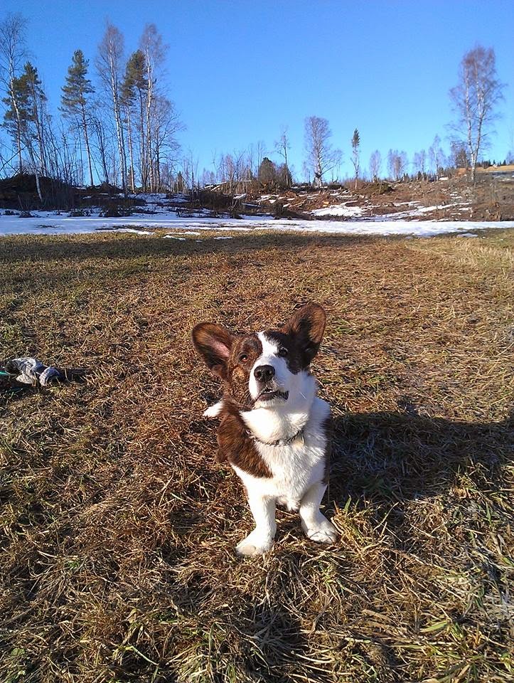 Englehaar hundeblogg Buddy min lille prins