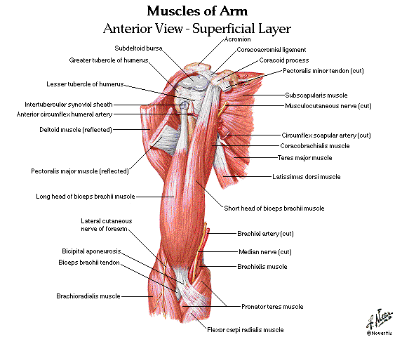 Dentistry and Medicine: Upper and Lower Limbs Muscles,Skeleton,Knee