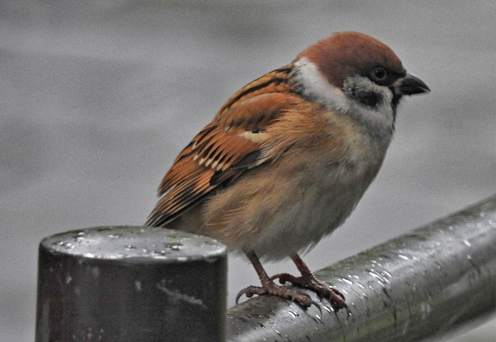 BIRDWALKERMONDAY 27102016 BEIJING, CHINA EURASIAN TREE SPARROW