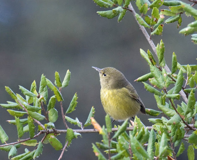 Orange-crowned Warbler at Felicita County Park Orange-crowned Warbler at Felicita County Park