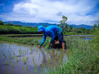 Activity In The Rice Fields A Farmer Planting Rice Plants At The Village