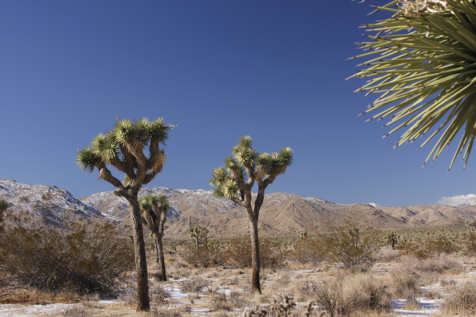 Deserts and Beyond Snow at Joshua Tree National Park