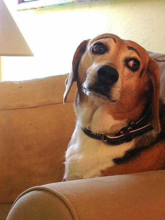 Dogs with eyebrows (25 pics) Funny pictures and videos