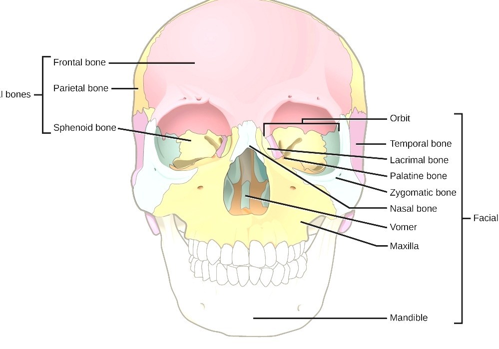 frontal bone skull frontal bone skull
