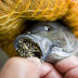STOP eating tilapia fish as soon As Possible !!
