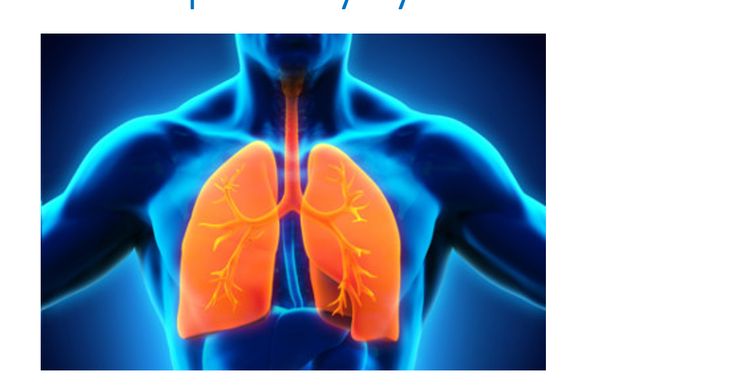 The Respiratory System ~ 4th Grade