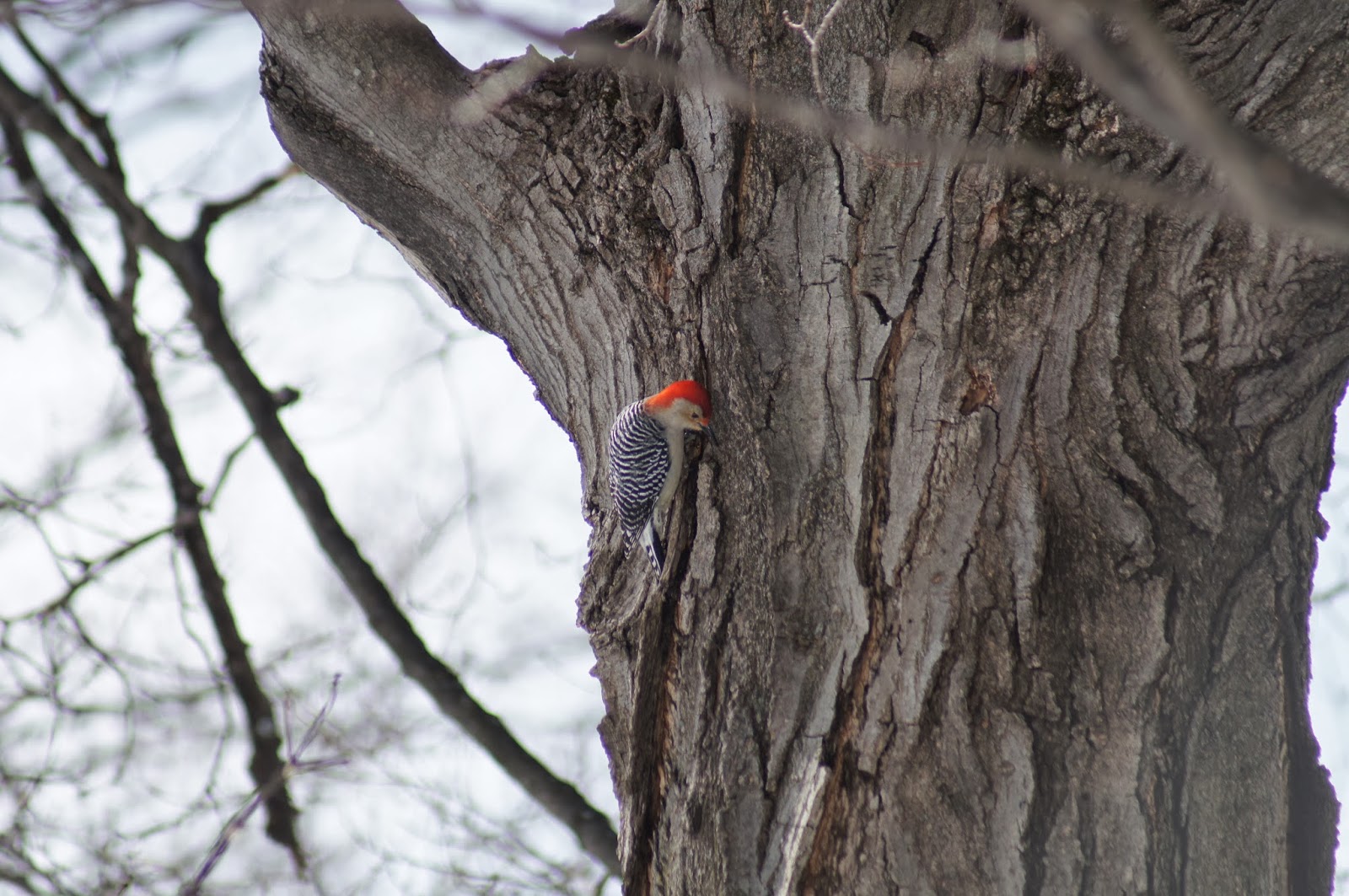 Things with Wings Winter Birding at Mt. Auburn Cemetery