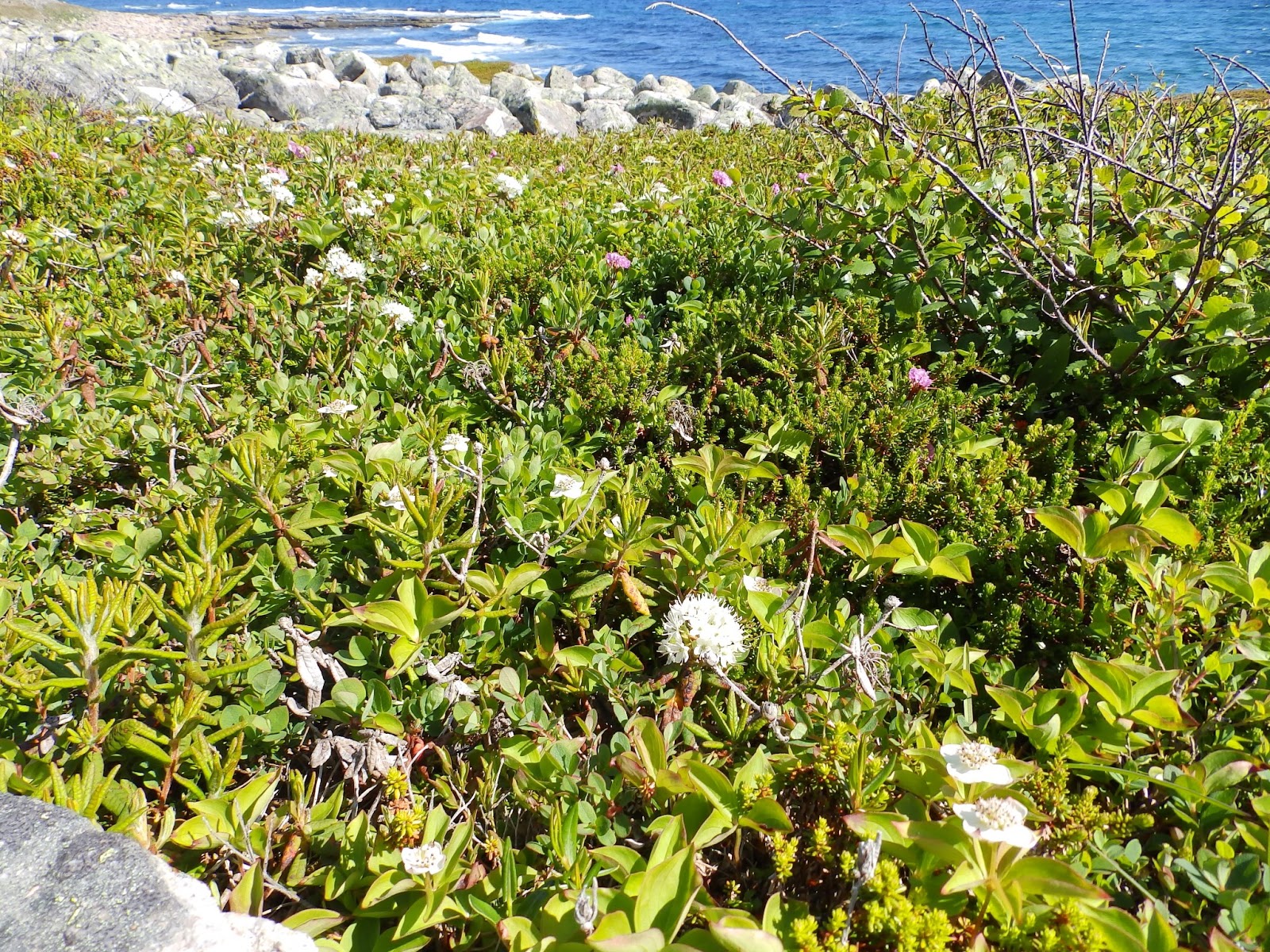 Northern Exposure 2013 Images From L'Anse Au Clair, Labrador