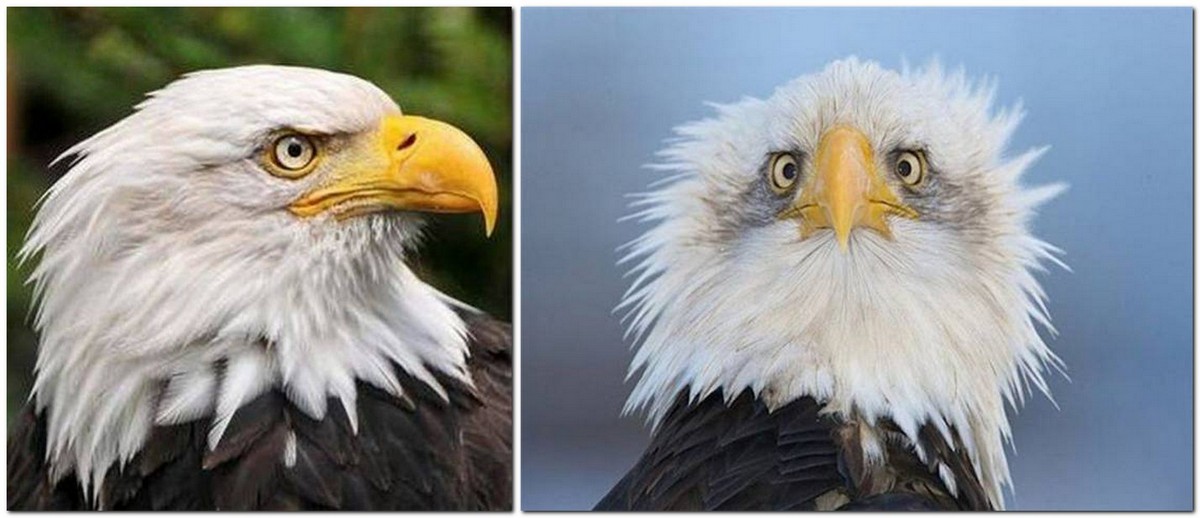 Chuck's Fun Page 2: Just animals - 30 images